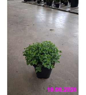Spiraea japonica 'Little Princess' C 1,4 L